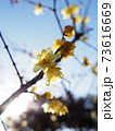 蝋梅 73616669