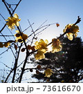 日光に透けた蝋梅 73616670