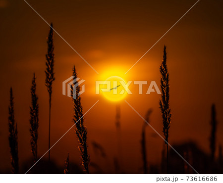 The flight of a bird against the background of the setting sun 73616686