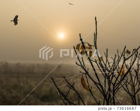 Foggy morning in the autumn hearth 73616687