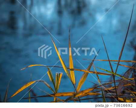Leaves of coastal reeds over a small pond Leaves of coastal reeds over a small pond 73616692