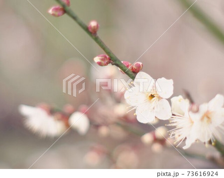 白い梅の花と蕾がなる枝の写真素材 [73616924] - PIXTA