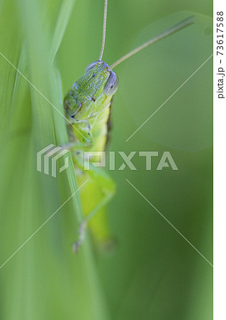 イナゴ イナゴの幼虫 ぼかし かくれんぼ バッタの写真素材