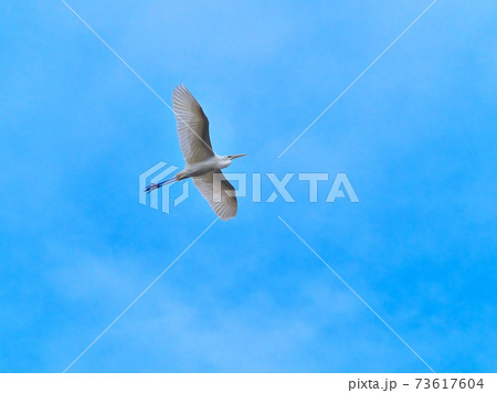 大空を悠然と飛ぶダイサギ 大空を悠然と飛ぶダイサギ 73617604