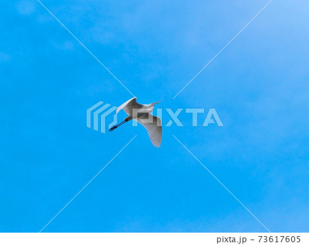 大空を悠然と飛ぶダイサギ 大空を悠然と飛ぶダイサギ 73617605