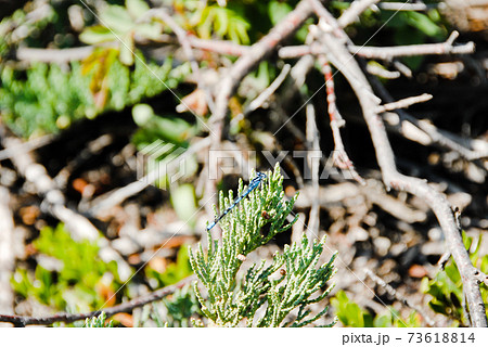 春のカナディアン・ロッキー　水色のトンボ（カナダ・ジャスパー） 73618814