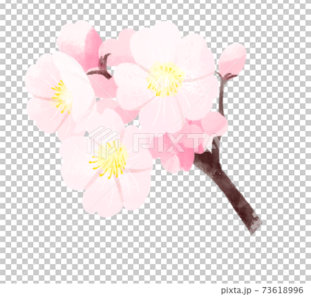 櫻花 櫻花 73618996