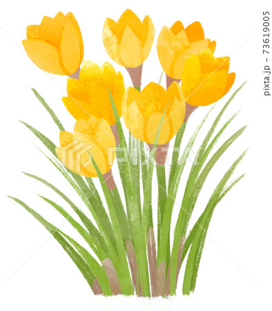 クロッカスのイラスト素材