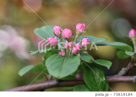 Beautiful pink Apple blossom, in bud, about to bloom in springtime. Beautiful pink Apple blossom, in bud, about to bloom in springtime. 73619184