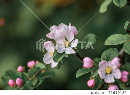 Beautiful, pink and white Apple blossom, in bloom in the Springtime	 73619185