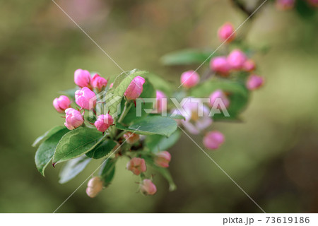 Beautiful pink Apple blossom, in bud, about to bloom in springtime. Beautiful pink Apple blossom, in bud, about to bloom in springtime. 73619186