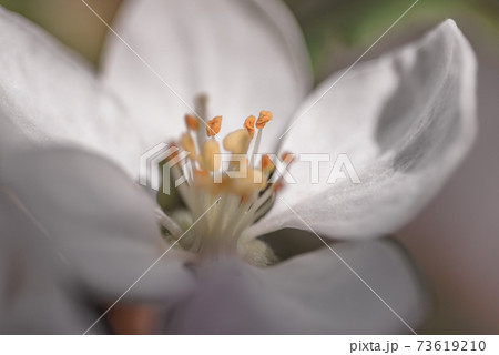 Close up of an Apple blossom, in full bloom. Close up of an Apple blossom, in full bloom. 73619210