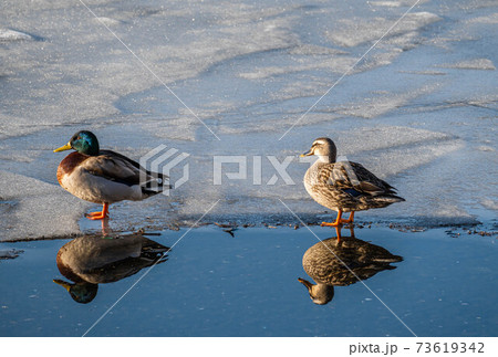 氷の上のマガモのカップル 73619342