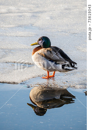 氷の上のマガモ　オス 73619343