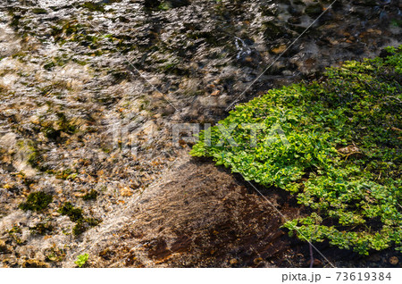 湧水の小川に密生して越冬するオオガワヂシャ 73619384