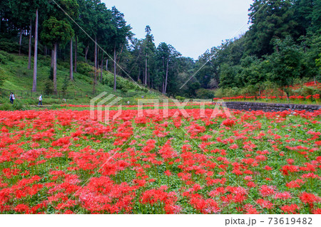 東京都　青梅市　秋　霞丘陵自然公園　彼岸花 73619482