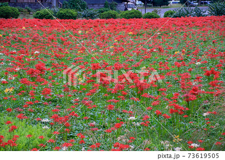 東京都 青梅市 秋 霞丘陵自然公園 彼岸花の写真素材