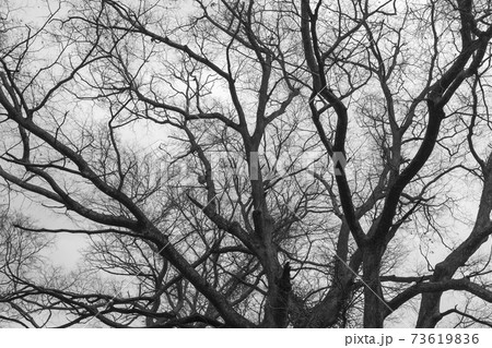 冬 韓屋 木 73619836