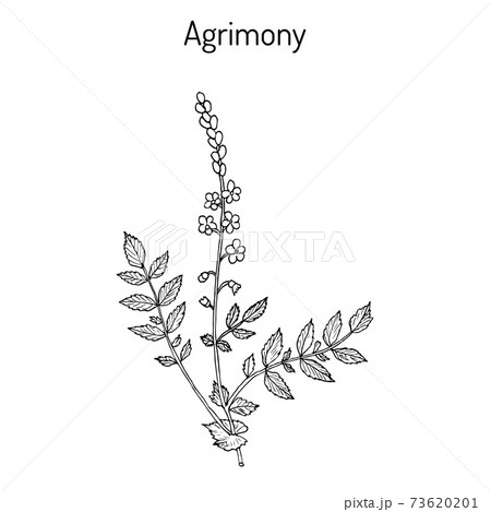 Medicinal plant - common agrimony agrimonia eupatoria 73620201