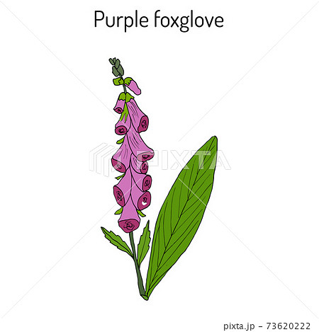 Foxglove Digitalis purpurea medicinal and flowering plant 73620222