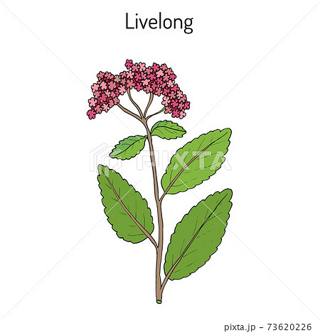 Orpine Sedum Telephium , or livelong, frog s-stomach, harping Johnny, life-everlasting, live-forever, midsummer-men, Orphan John, witch s moneybags, succulent Orpine Sedum Telephium , or livelong, frog s-stomach, harping Johnny, life-everlasting, live-forever, midsummer-men, Orphan John, witch s moneybags, succulent 73620226