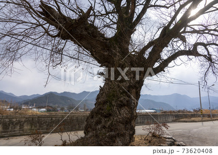 柳 木 冬 73620408