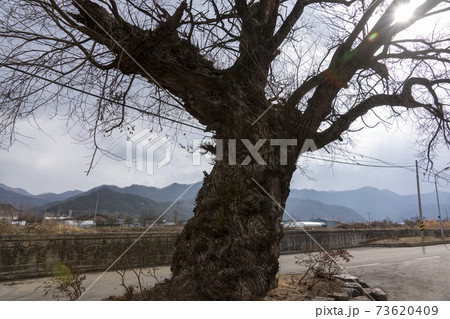 柳 木 冬 73620409