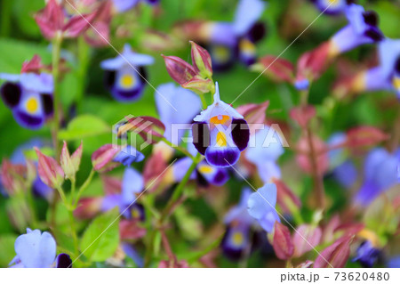 ハナウリクサ 73620480