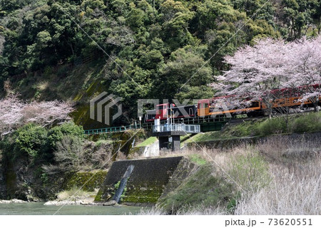 京都：桜の嵯峨野トロッコ列車　亀岡駅前 73620551