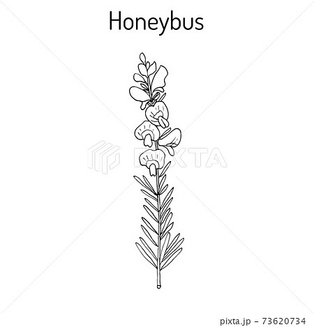 Honeybush Cyclopia intermedia , or Heuningbos, tea plant. 73620734
