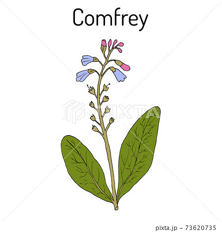 Comfrey Symphytum officinale , or boneset, knitbone, consound, slippery-root, medicinal plant 73620735