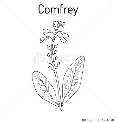 Comfrey Symphytum officinale , or boneset, knitbone, consound, slippery-root, medicinal plant. 73620736