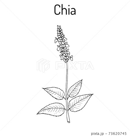 Chia Salvia Hispanica Healthy Superfoodのイラスト素材 73620745 Pixta