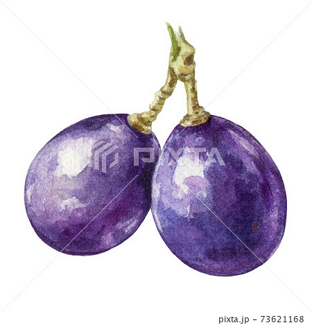 Realistic grapes wine neutral palette warm - Stock Illustration  [105302683] - PIXTA