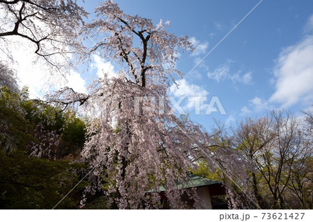 京都の春 天龍寺の桜 京都の春 天龍寺の桜 73621427