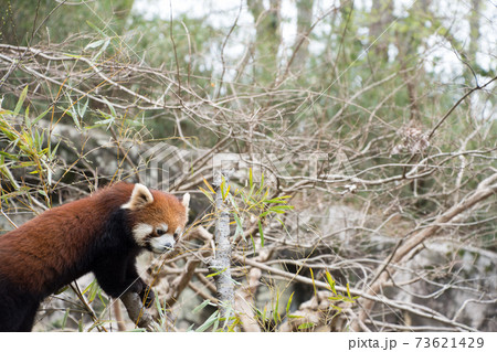 木の上のレッサーパンダ 木の上のレッサーパンダ 73621429