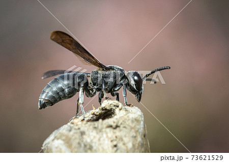 Image of black wasp on the stump on nature background. Insect. Animal. Image of black wasp on the stump on nature background. Insect. Animal. 73621529