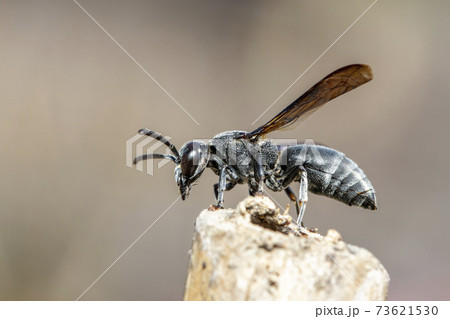 Image of black wasp on the stump on nature background. Insect. Animal. Image of black wasp on the stump on nature background. Insect. Animal. 73621530