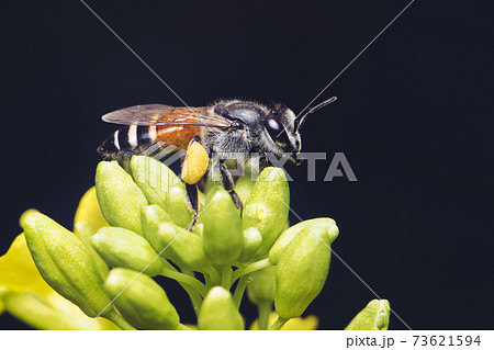 Image of little bee or dwarf bee(Apis florea) on yellow flower collects nectar on a natural background. Insect. Animal. Image of little bee or dwarf bee(Apis florea) on yellow flower collects nectar on a natural background. Insect. Animal. 73621594