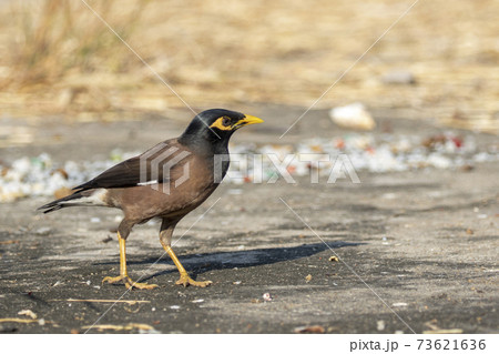 Image of mynas bird on nature background. Animal. 73621636