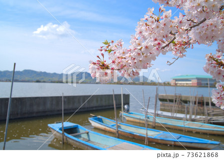 ソメイヨシノの花とうららかな春の陽射しと小舟　岡山県岡山市東区 73621868