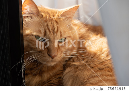 窓辺の猫　茶トラ猫 73621913