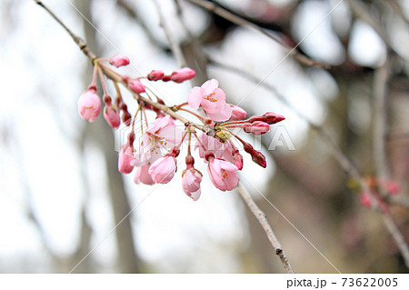 【東京】春の六義園 寒空に咲くしだれ桜のアップ 【東京】春の六義園 寒空に咲くしだれ桜のアップ 73622005