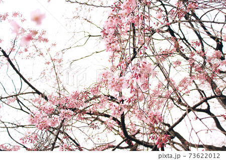 【東京】春の六義園　ダイナミックに咲くしだれ桜 73622012