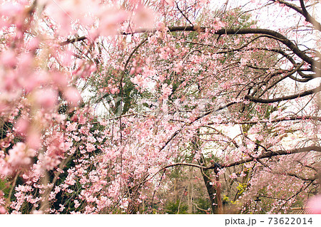 【東京】春の六義園　ダイナミックに咲くしだれ桜を間近で眺める 73622014