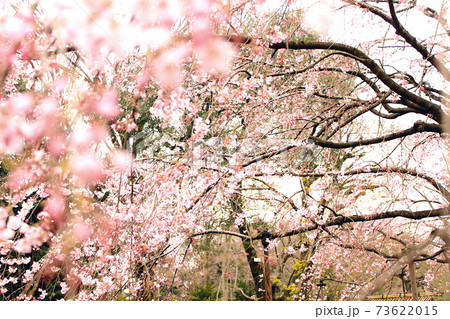 【東京】春の六義園　ダイナミックに咲くしだれ桜を間近で眺める 73622015