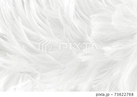 Beautiful white grey bird feathers pattern texture background. Beautiful white grey bird feathers pattern texture background. 73622768