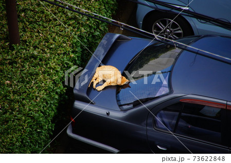 トランク上で眠るネコ 73622848