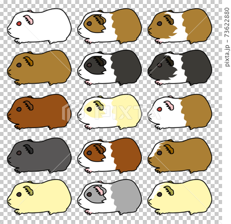 English Guinea Pig Line Art 01 English Guinea Pig Line Art 01 73622880
