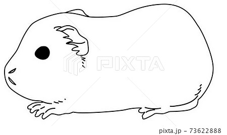 イングリッシュモルモット線01のイラスト素材 イングリッシュモルモット線01のイラスト素材